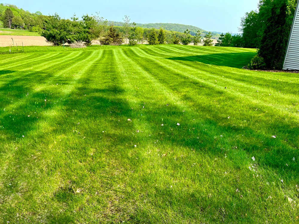bright green freshly cut lawn 
